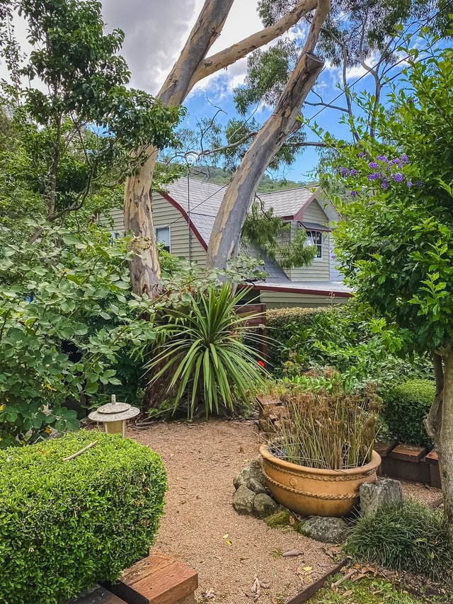 Gravel path curving past clipped hedges and a cordyline, with a potted water bowl under a spotted gum