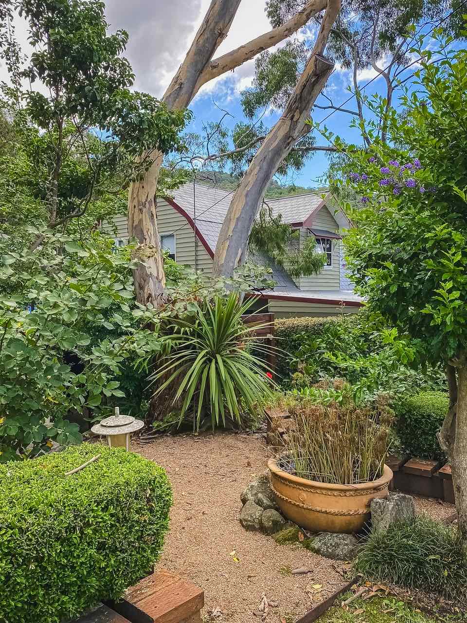 Gravel path curving past clipped hedges and a cordyline, with a potted water bowl under a spotted gum