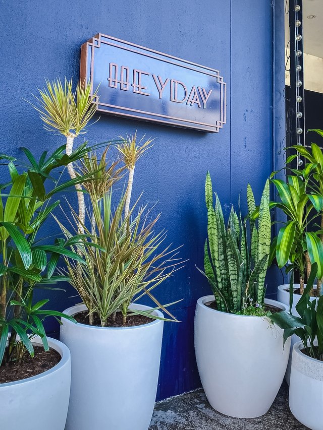 Potted dracaenas, snake plants and palms in white pots against a deep blue shopfront wall