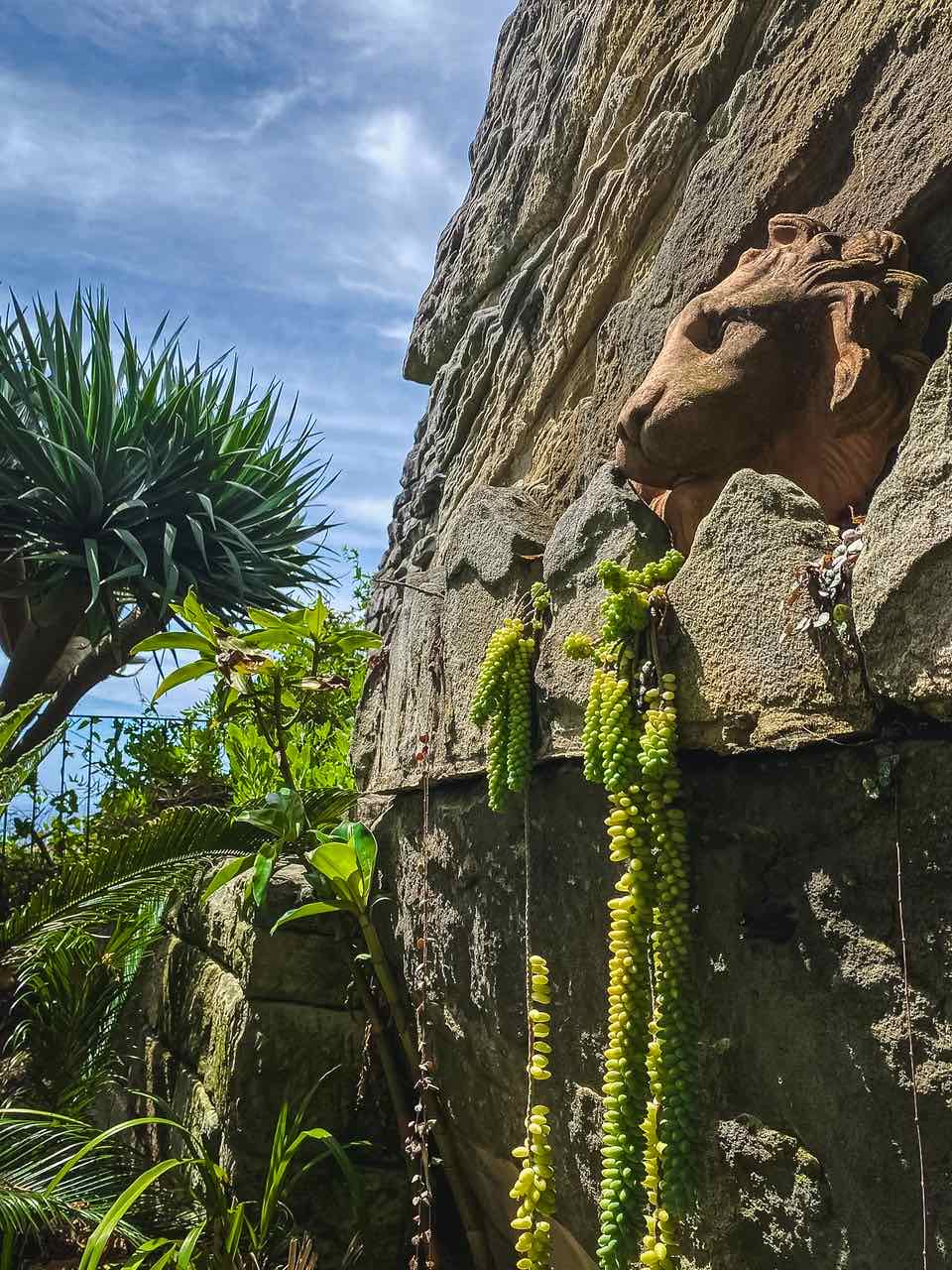 Trailing succulents spilling down a sandstone wall beside a carved lion head