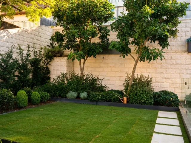 Fresh square of turf edged in steel with stone steppers along a sandstone wall, layered shrub planting and two small feature trees